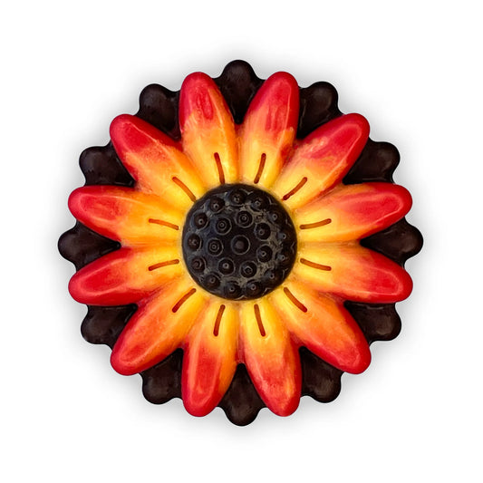 Beautiful chocolate gerbera daisy in blended yellow, orange and red on a black background.