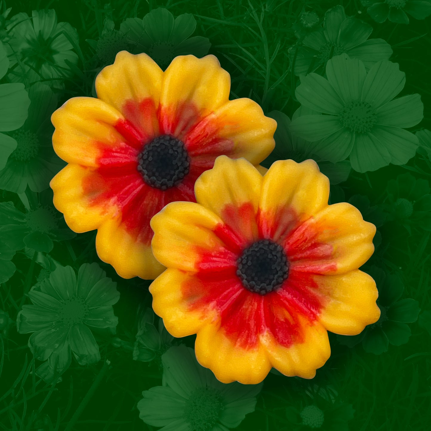 Cosmos 2-Pack