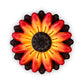 Gerbera Daisy